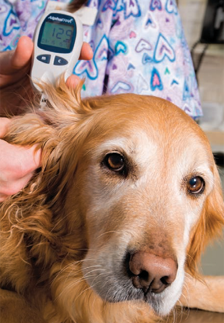 Preventing and Treating Canine Diabetes | The Bark