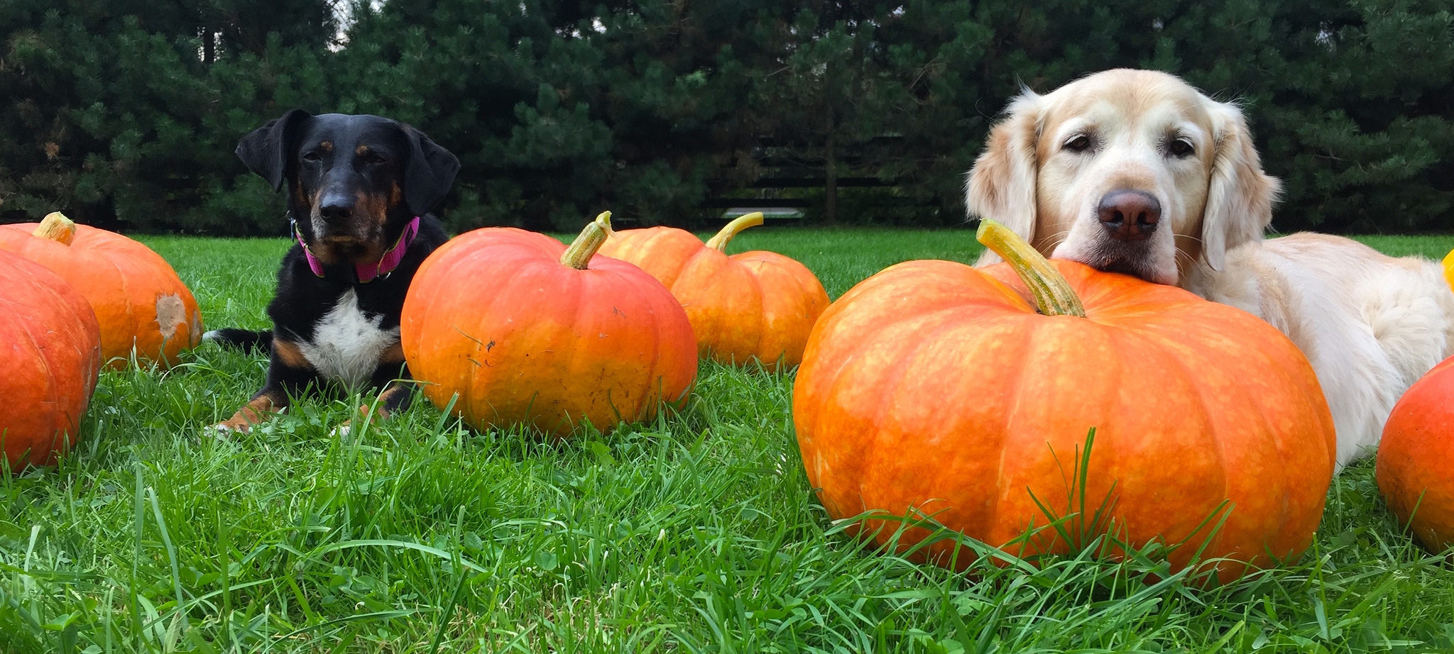 Canned Pumpkin For Dogs The Bark