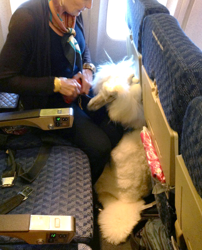 Our half of a three-seat row had a fourth passenger. Incredibly, a woman and her full size standard poodle took the window seat.