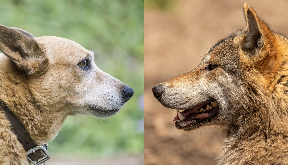 Comparison of Risk-Taking in Dogs and Wolves | The Bark