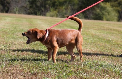 leash reactive dog training