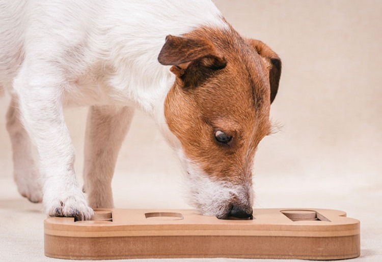 puzzles for dogs
