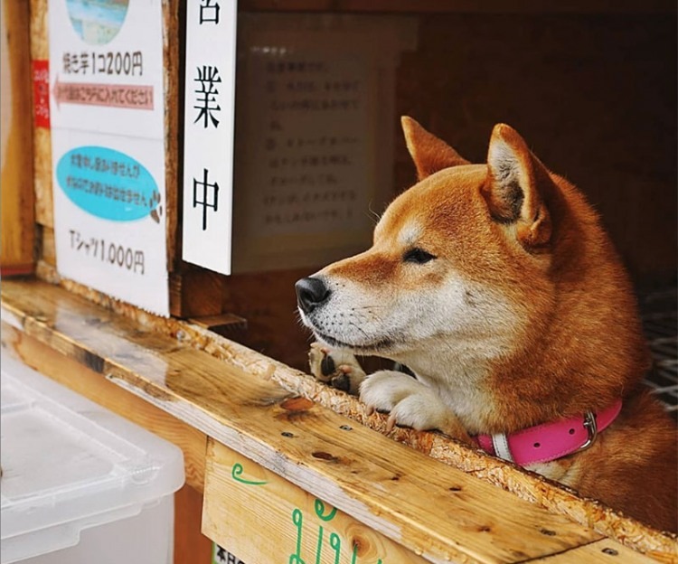 Sweet Potato Salesdog - Shiba Inu
