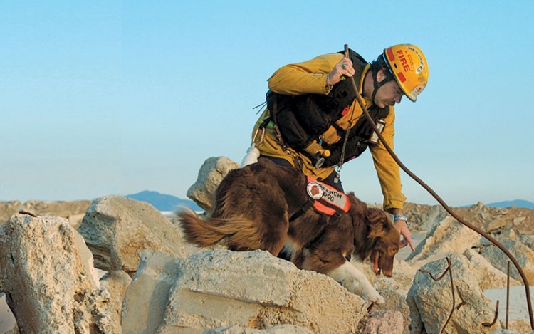 Hunter searching in a rubble pile with handler Bill Monahan.