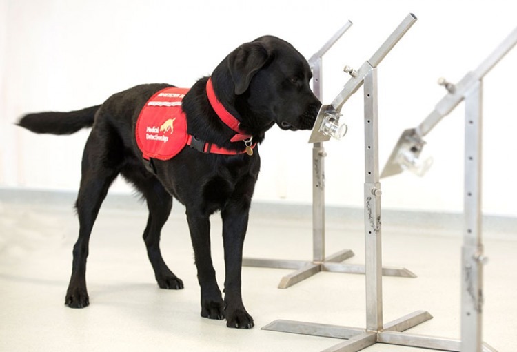 Covid-19 Detection Dogs in Training