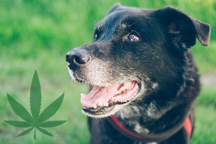 CBD Oil for Dogs with Cancer: Possible Benefits and More - dog and cat pet