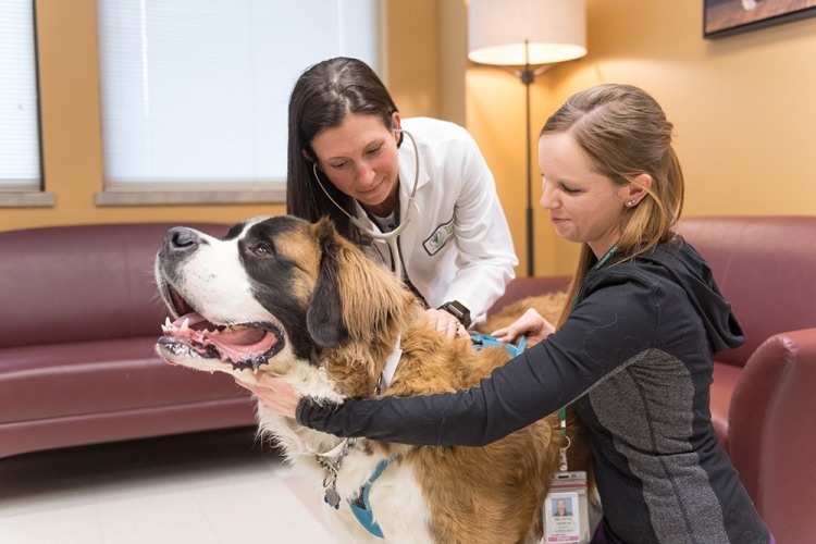 Atticus, a St. Bernard, gets a check-up as part of the CBD oil clinical trial at the James L. Voss Veterinary Teaching Hospital. He is pictured with Dr. McGrath and Breonna Thomas, clinical trials coordinator. Photo: John Eisele/CSU Photography
