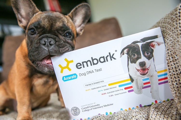 dog DNA testing - with embark