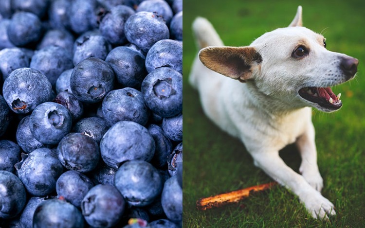 Can dogs eat blueberries? Yes!