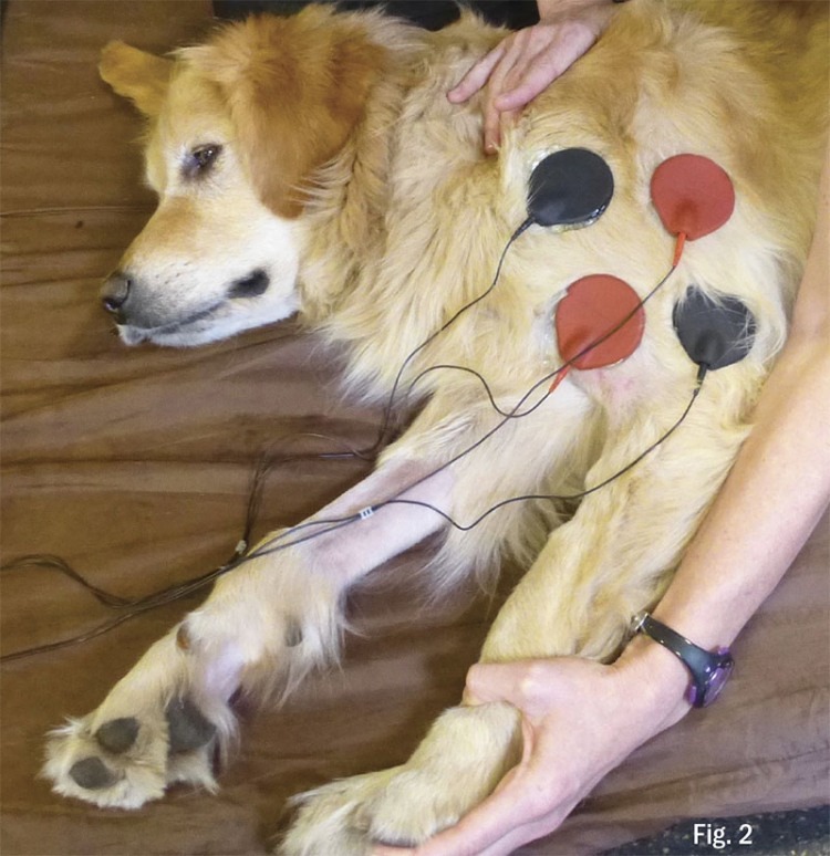 Neuromuscular electrical stimulation was employed to artificially activate the dog's muscles