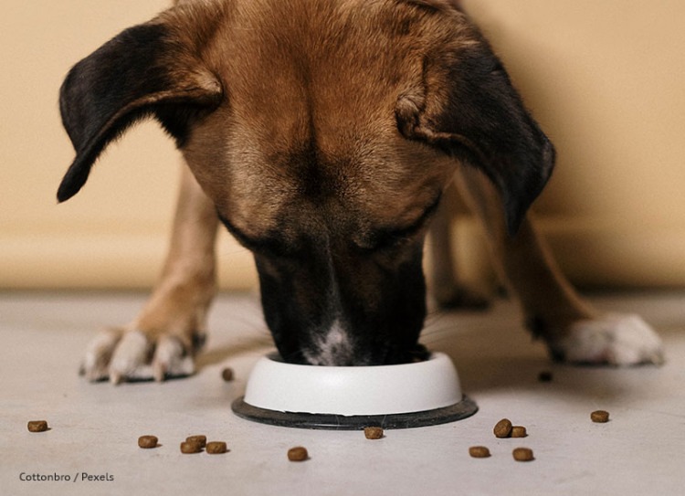 Preventing Aggression over Food | The Bark